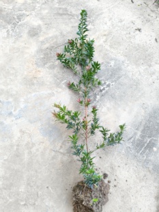 红芽罗汉松小红帽红宝石大杯苗原杯原土珍贵苗木盆栽地种四季常青