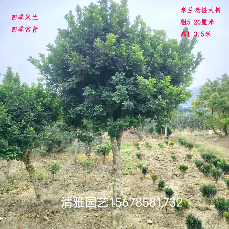 四季米兰花大树苗老桩庭院盆栽四季常青高档绿植好养浓香水米兰花