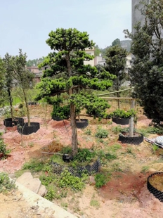 罗汉松树苗雀舌珍珠贵妃小叶中叶树桩常青苗木庭院迎客松大树盆景