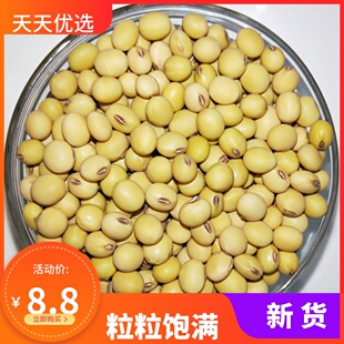 25年山东老品种新黄豆小粒农家笨黄豆子500g打豆浆散装5斤包邮