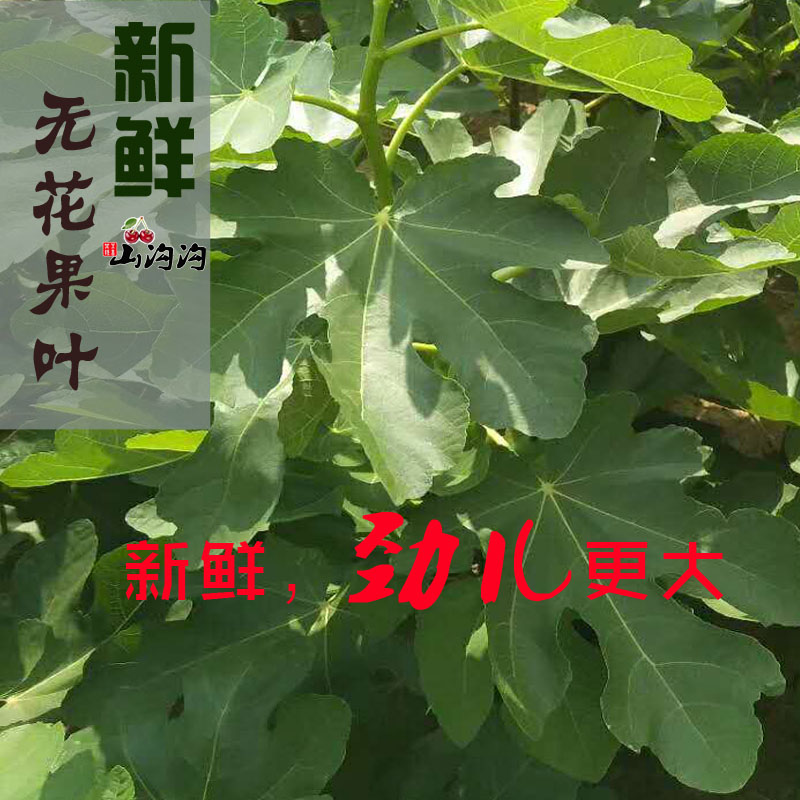 叶子新鲜包邮树叶子干的500g无花果10月29日最新优惠