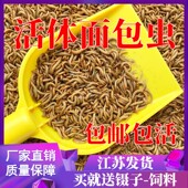面包虫活虫黄粉虫活体虫子守宫乌龟八哥仓鼠钓鱼画眉鸟食饲料 包邮