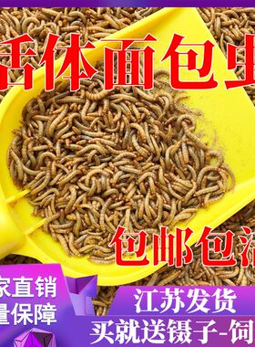 面包虫活虫芦丁鸡八哥守宫饲料