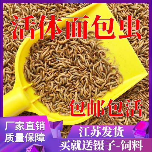 面包虫活虫芦丁鸡八哥守宫饲料