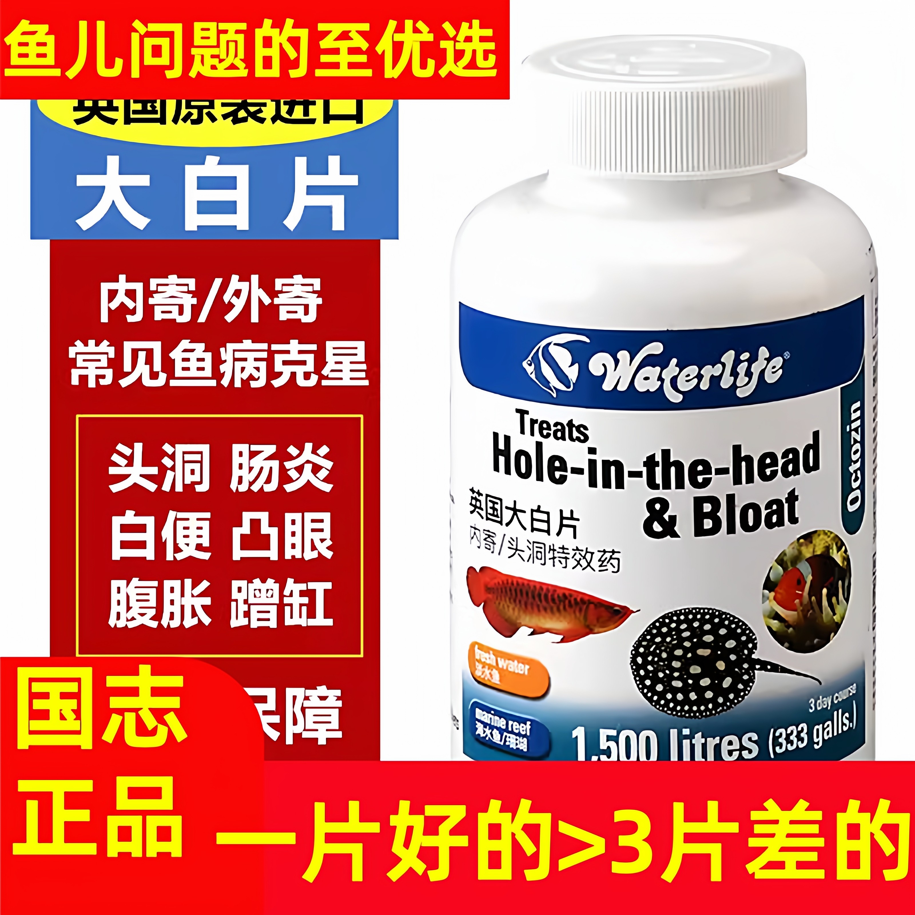 【英国正品大白片】英国大白片正品龙鱼金鱼头洞内寄外寄肠炎蹭缸