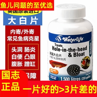 【英国正品大白片】英国大白片正品龙鱼金鱼头洞内寄外寄肠炎蹭缸