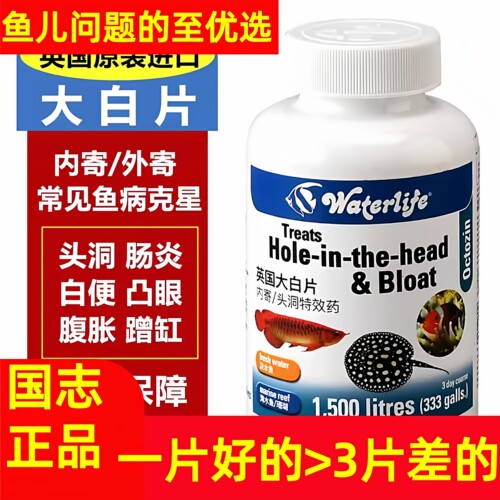 【英国正品大白片】英国大白片正品龙鱼金鱼头洞内寄外寄肠炎蹭缸