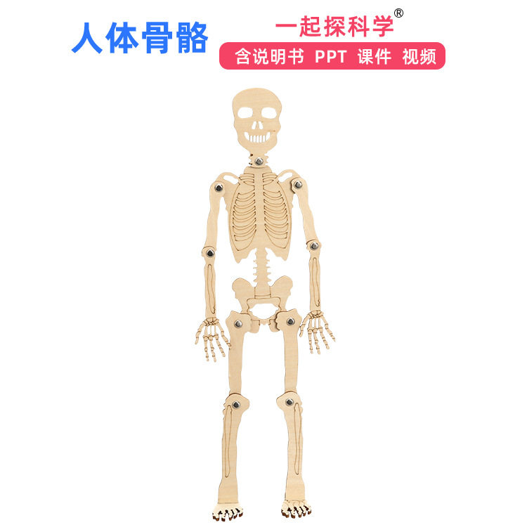 人体骨骼模型科技小制作骨架拼装教具儿童益智手工制作材料包diy