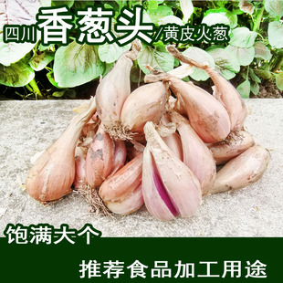 四川小香蔥黃皮香蔥頭種陽臺(tái)盆栽火蔥四季 蔥種蔥油酥鹵肉飯干蔥頭