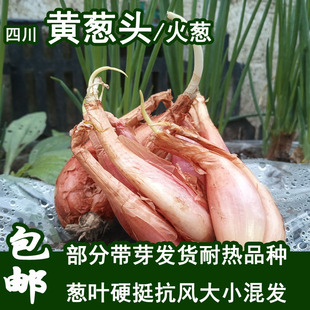 种植火葱四季 四川小香葱黄葱头子阳台盆栽四季 葱种干葱头250g 包邮