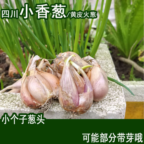 正宗四川小香葱黄皮香葱头子四季火葱头黄葱头葱子干葱头250g
