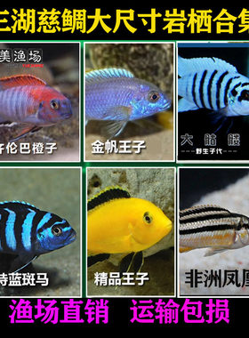 三湖慈鲷大号岩栖高端观赏鱼