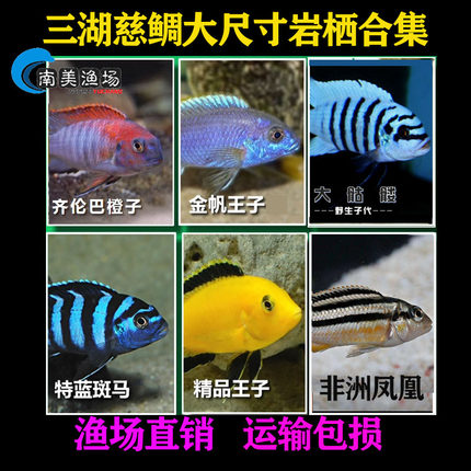 三湖慈鲷大号岩栖高端小型豪华家用鱼缸观赏鱼高颜值高级马鲷纯种