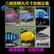 三湖慈鲷大号岩栖高端小型豪华家用鱼缸观赏鱼高颜值高级马鲷纯种