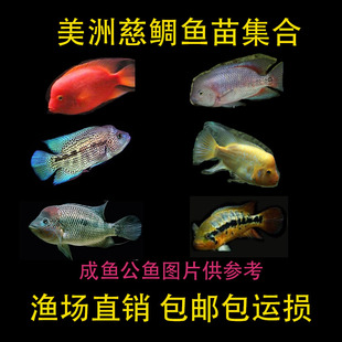 美洲慈鲷鱼苗火口黄麒麟七彩菠萝美鲷小鱼活观赏鱼好养耐活自来水