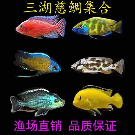 三湖慈鲷鱼高端大号纯种一公一母可繁殖易活好养观赏鱼淡水鱼高级