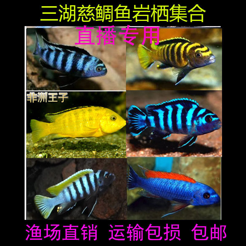 直播专用三湖慈鲷马鲷岩栖小型观赏鱼好养耐活非洲王子特蓝斑马鱼