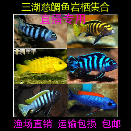 直播专用三湖慈鲷马鲷岩栖小型观赏鱼好养耐活非洲王子特蓝斑马鱼