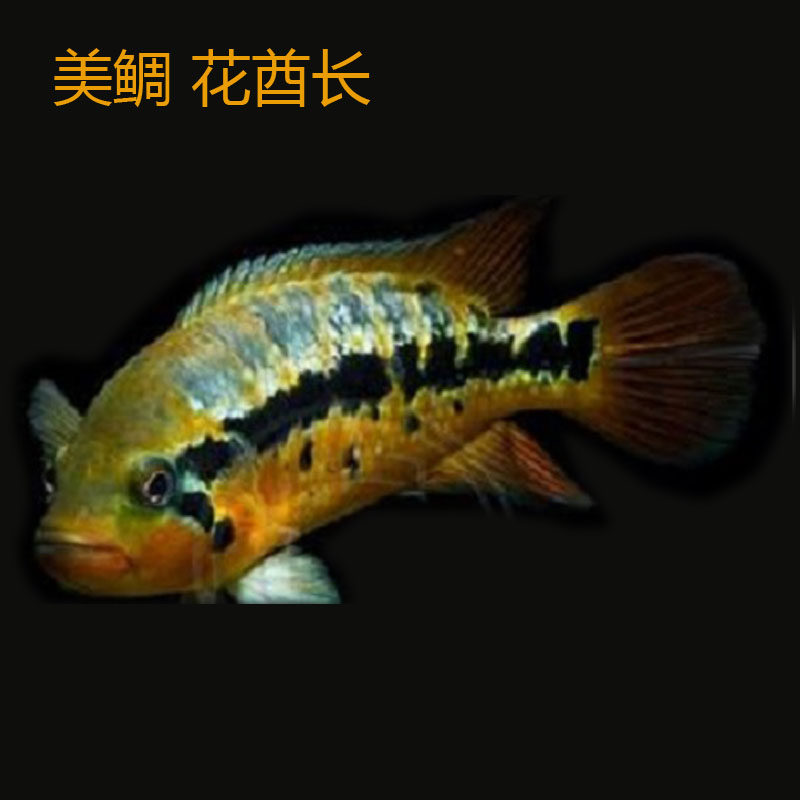 美鲷鱼苗花酋长热带鱼大型凶猛肉食性淡水鱼活物肉食鱼