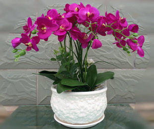 叶之家 陶瓷花盆 白玉兰 带托盘 欧式田园 蝴蝶兰盆 满39包邮