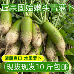 正宗固始蒋集嫩头青萝卜水果萝卜甜脆水果型沙窝生吃新鲜河南特产