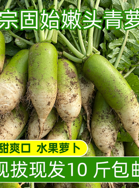 正宗固始蒋集嫩头青萝卜水果萝卜甜脆水果型沙窝生吃新鲜河南特产
