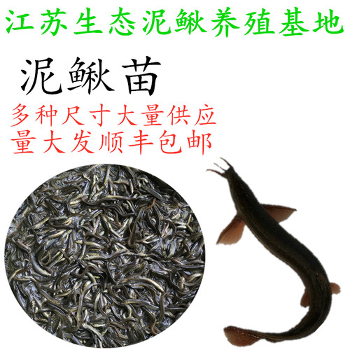 台湾泥鳅苗本地青鳅养殖鲜活淡水