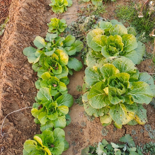 给粉丝种的没包心的大白菜白菜苗路上黄叶不售后