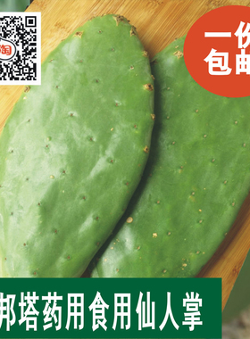 包邮墨西哥米邦塔食用仙人掌盆栽植物药用外敷老片