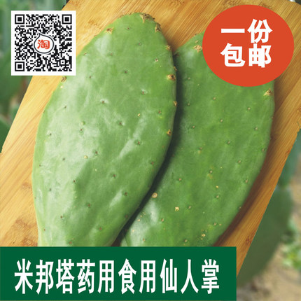 包邮墨西哥米邦塔食用仙人掌盆栽植物药用外敷老片