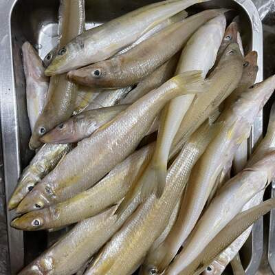 大沙丁鱼新鲜梭子鱼深海捕鱼鲜活冷冻海鱼沙尖鱼海鲜水产400g