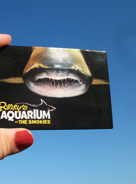 美国当地购买冰箱贴 ripley's aquarium of the smokies 多款