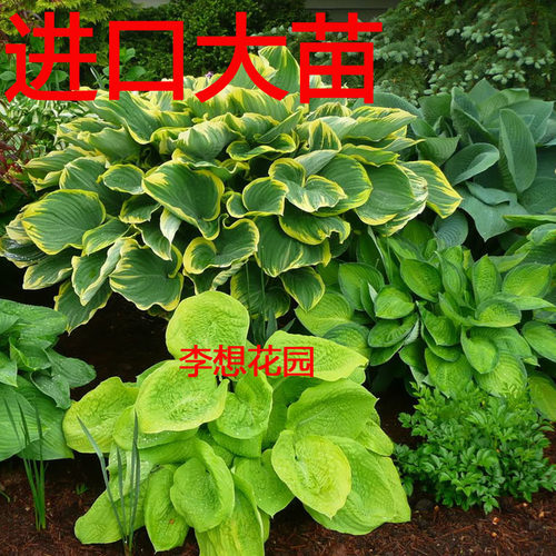 进口玉簪耐阴宿根植物满88包邮