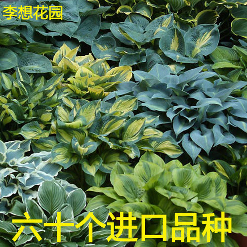 进口玉簪花盆栽多年生宿根观叶花卉喜阴耐寒阳台庭院盆栽地栽植物