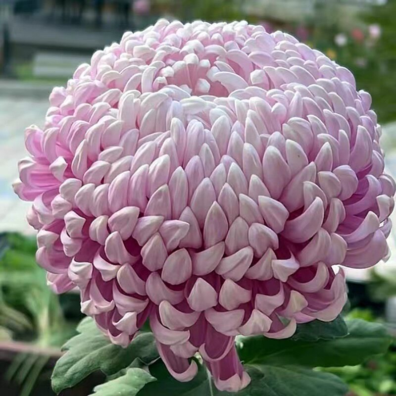 【多头彩胡青阳】大花菊花盆栽大菊花类
