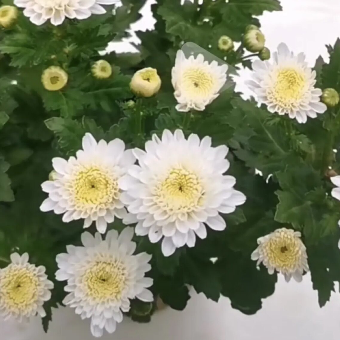 【白雪莲】爆花型花菊花盆栽大花多年生耐寒好养花卉带花苞发货