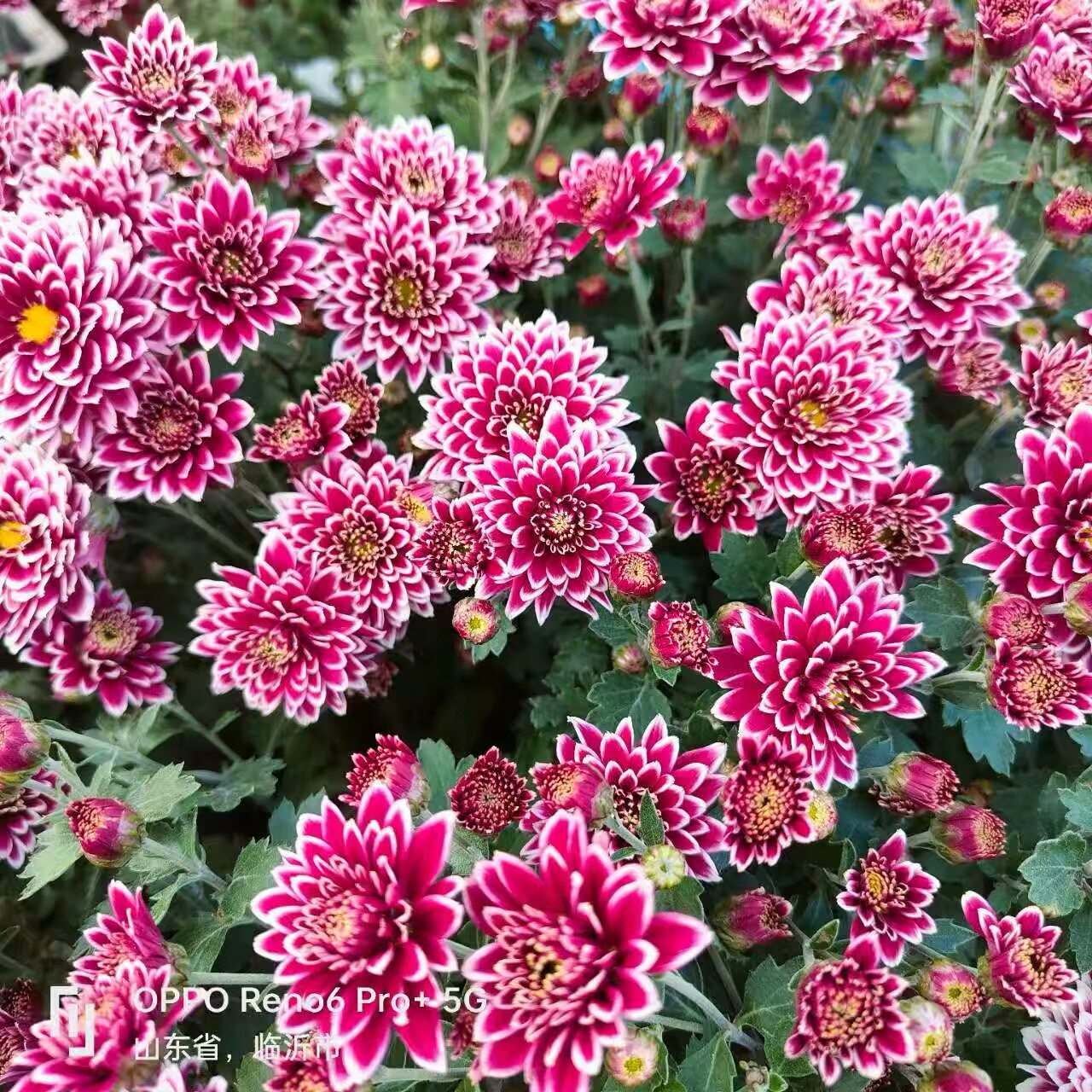 【钟山双娇】菊花多头小菊花开花菊花类