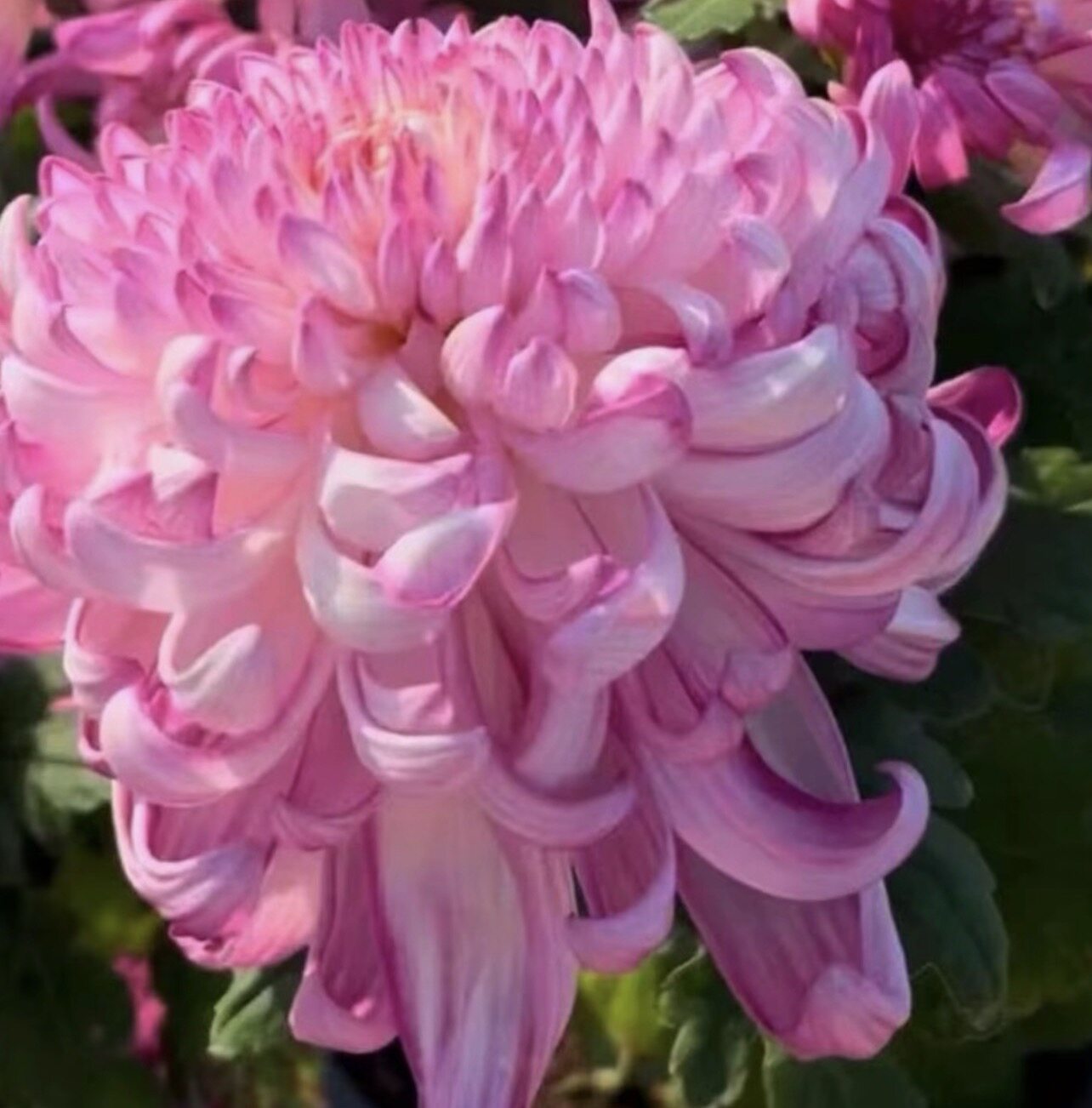 【华严的龙】大花菊花盆栽大花多菊花类