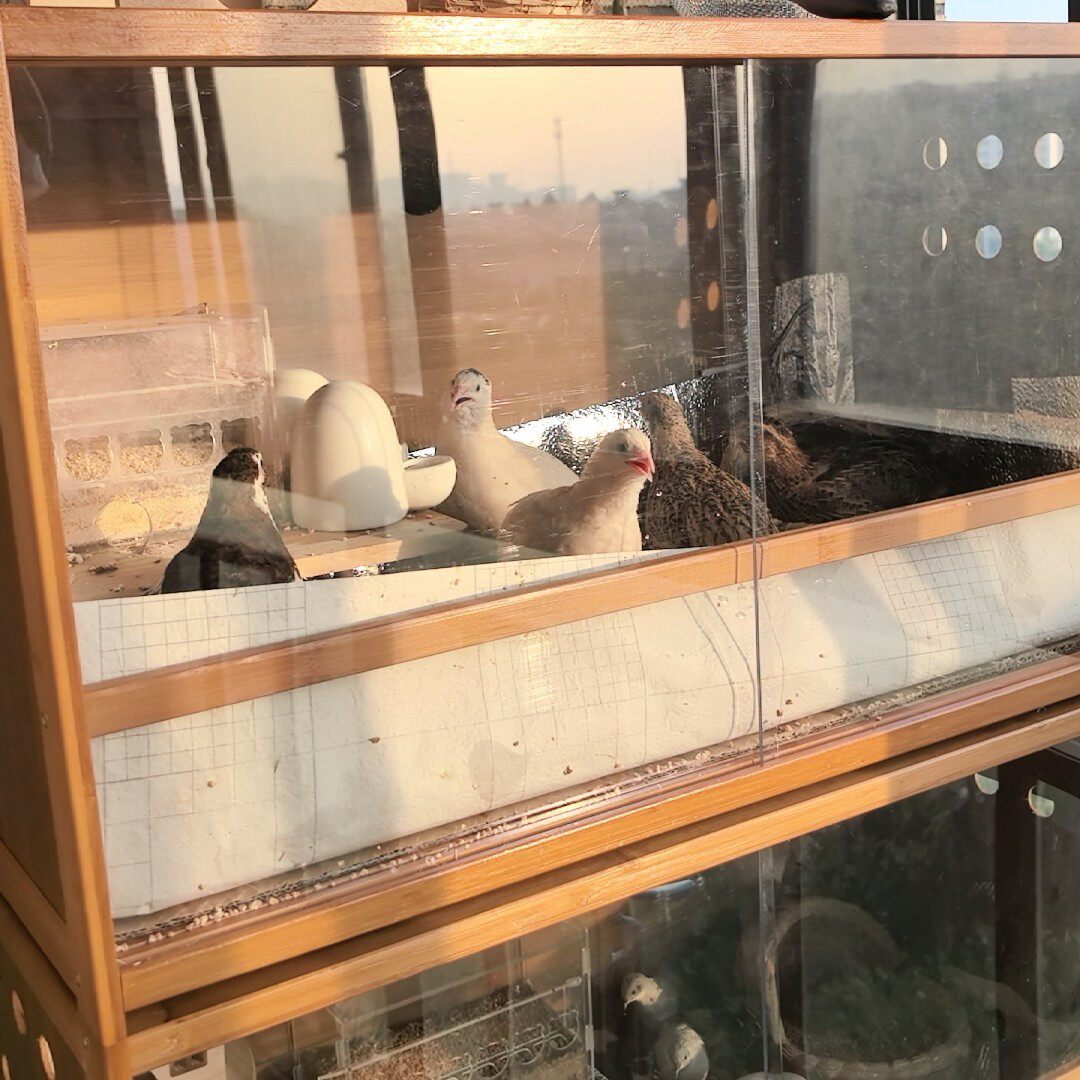 抽屉饲养箱鹦鹉芦丁鸡鸟笼温控保温育雏箱宠物仓鼠守宫蜥蜴刺猬箱
