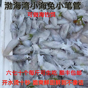 渤海湾小海兔非大笔管鱼 海钓饵大小五六十个一斤 顺丰 包邮
