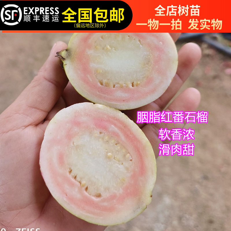 胭脂红番石榴树苗红肉白肉四季番果树种子/种苗