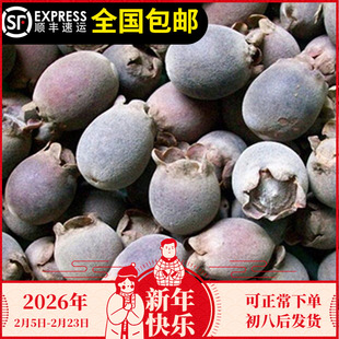 稔子树苗山捻子树苗桃金娘科菲油果树嫁接苗庭院盆栽15年淘宝老店