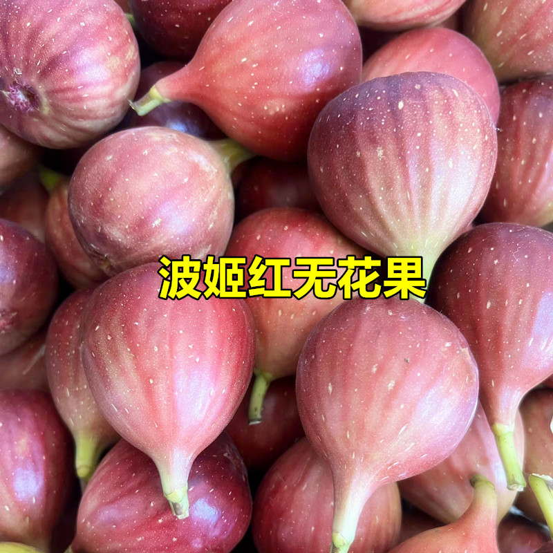 波姬红大果无花果树苗带土带叶发