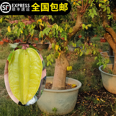 新加坡杨桃四季结果带土带叶