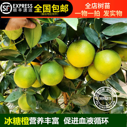 脐橙苗纯甜橙味道冰糖甜橙苗嫁接砂糖桔皇帝柑盆栽地种南方种植