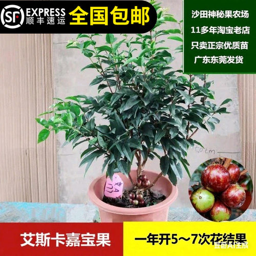 艾斯卡嘉宝果苗台湾树葡萄苗果树四季结果多香甜皮薄15年淘宝老店
