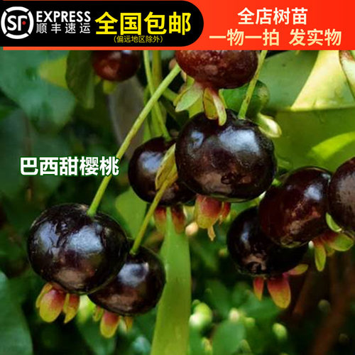 巴西甜樱桃树苗果树苗结果树巴西车厘子带土带叶东莞15年淘宝老店