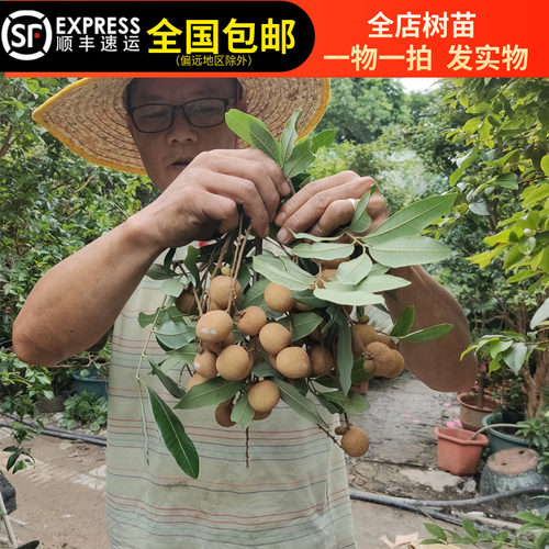 桂圆苗龙眼树苗石硖龙眼果树苗嫁接苗盆栽地栽庭带土叶15年淘宝老