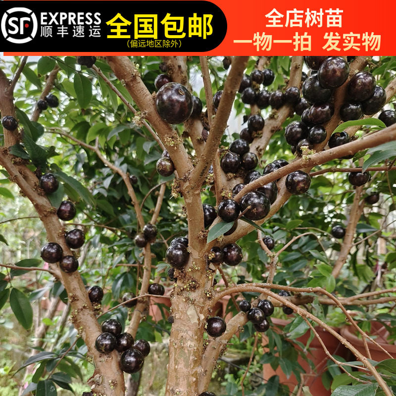 台湾四季红妃嘉宝果树苗树葡萄果树苗四季结果树盆栽地栽15年店