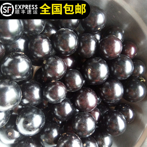 台湾沙巴嘉宝树苗树葡萄一年两季结果南北方种植15年淘宝老店